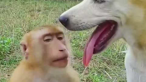 Monkey and with dog funny video viral