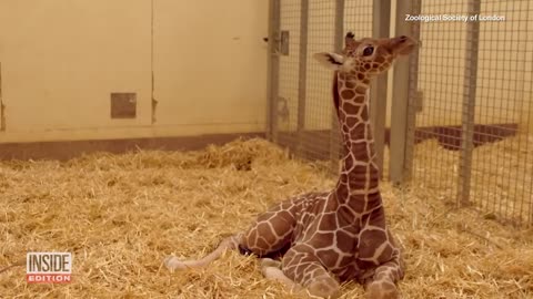 Baby Giraffe Born Standing Over 6-Feet Tall