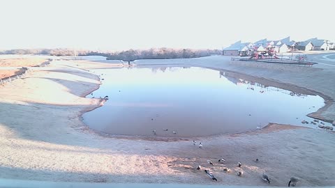 The Pond