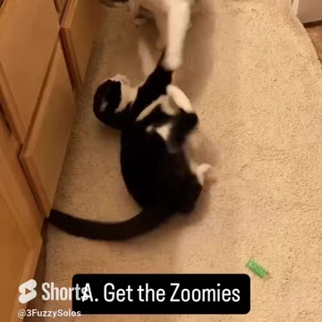 It’s 3 am & parents are sleeping peacefully. What should the Solos do? 🤔 #catshorts #catfunnyvideo