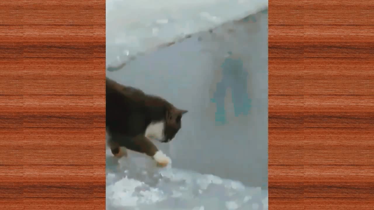 Cute Cat eating fish very funny clip