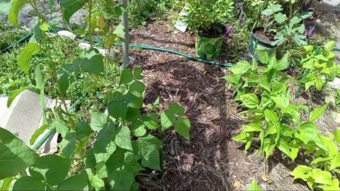 Bush and Pole Beans Harvest and Update