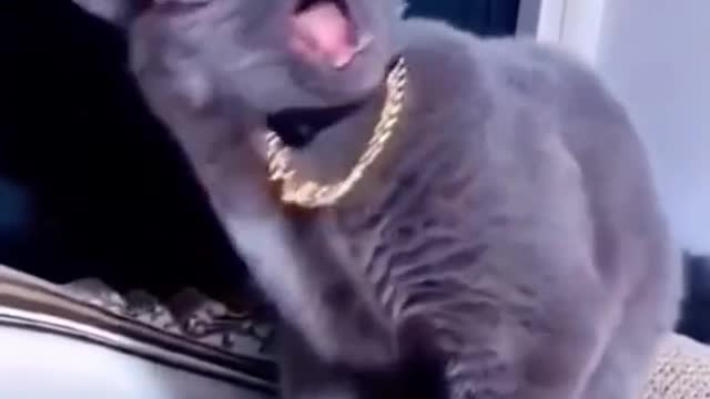 The joke of the cat