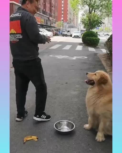 Smart Dog Videos 2021#viral Short dog Video