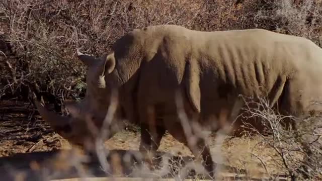 Traveling Shot Of A Rhino Walking Through Bushes In 4K Slow Motion