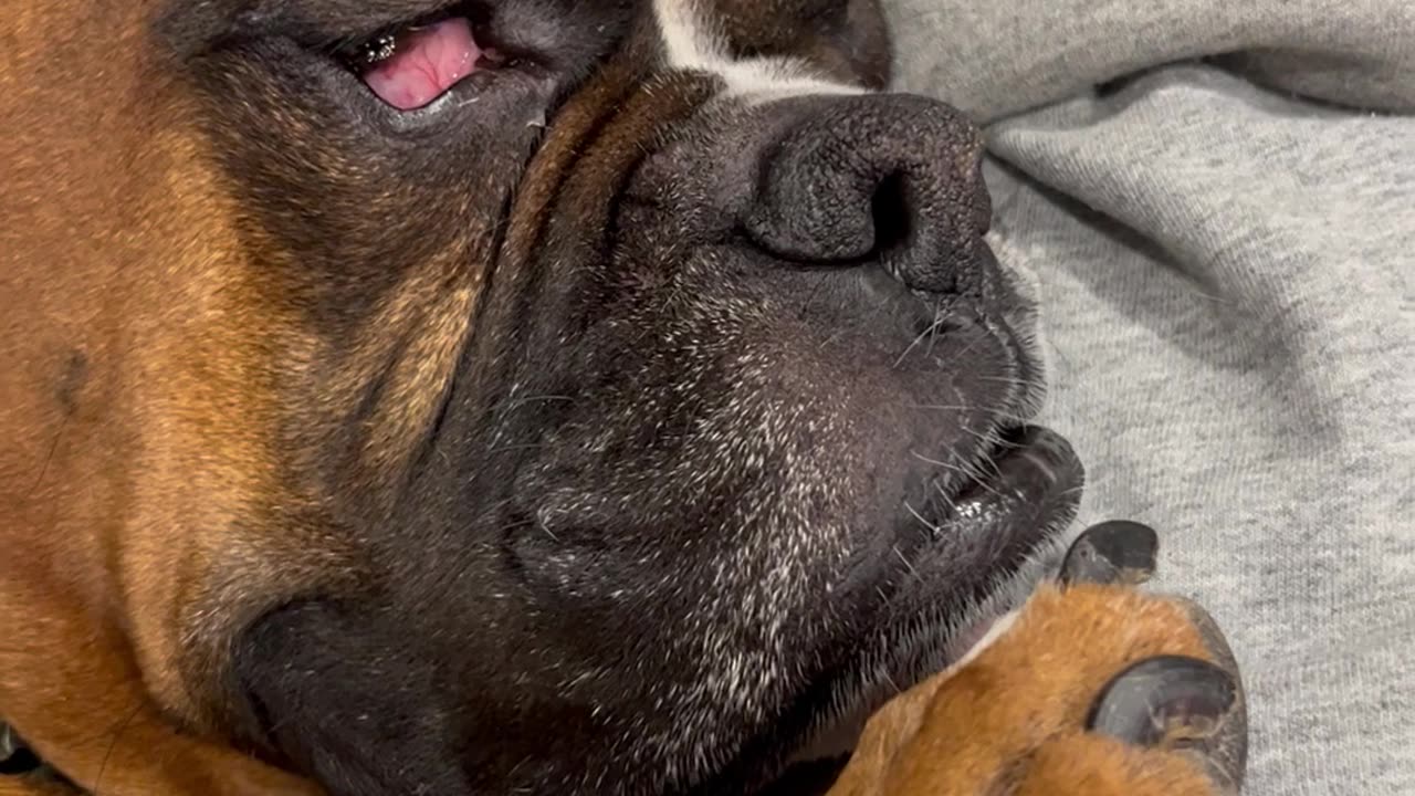 Boxer Gets Some Good Honk Shoo Mimimi Sleep