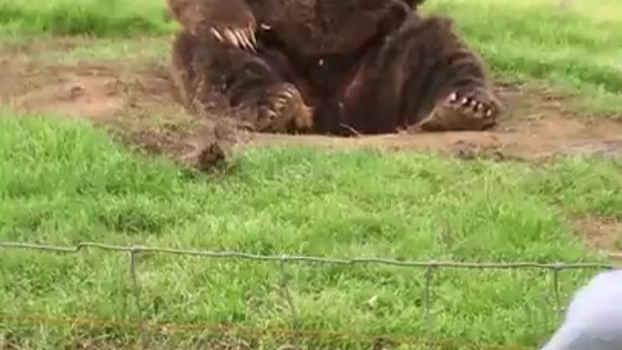 Olympic Game Farm Bear