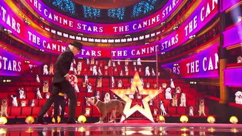 Canine Stars Bring Their Best Dog Performance to AGT! - America's Got Talent 2021