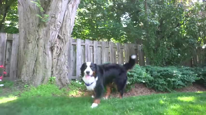 Bernese Mountain Dog ZOOMIES