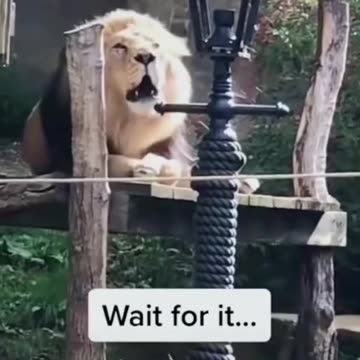 Drôles vidéos d'animaux