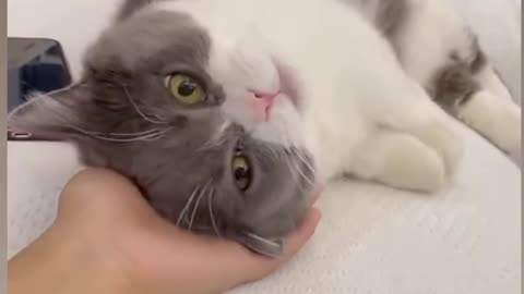 Cute Cat