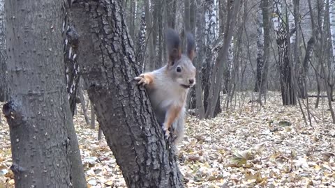 Squirrel on Tree - 1080p