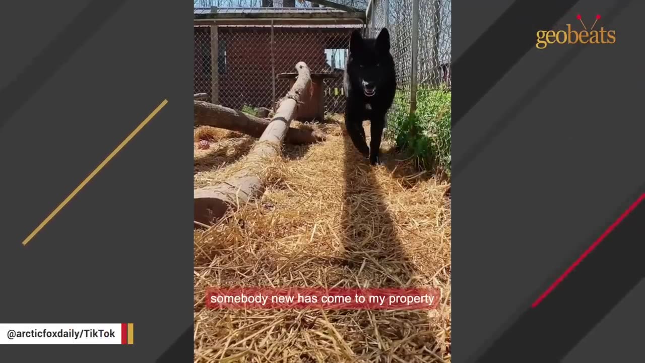 'Aggressive' wolf dog meets a good human. And here's how he reacted.