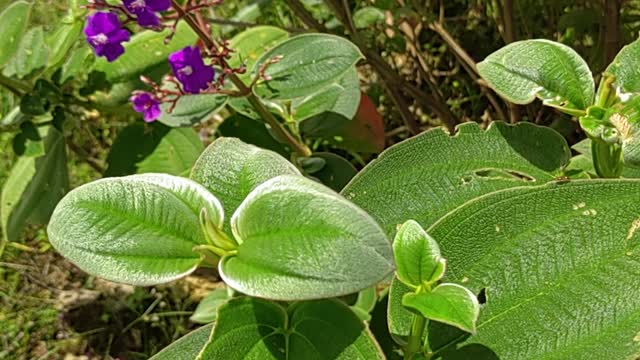 Wild Tibouchina Plants 2