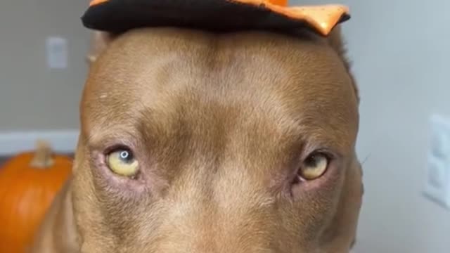 Dog costumes for Pumpkin Day