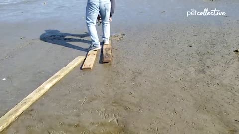 Helping animal