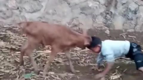 Funny Animal
