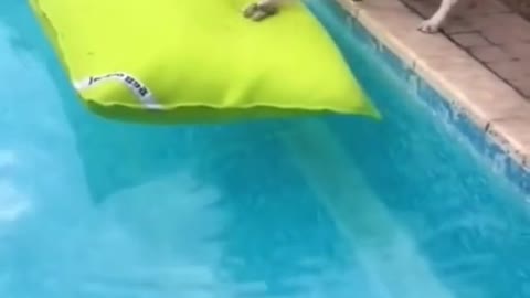 His tail looks like a little propeller🥰so cute