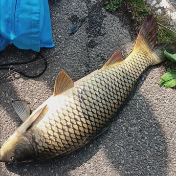 Common carp