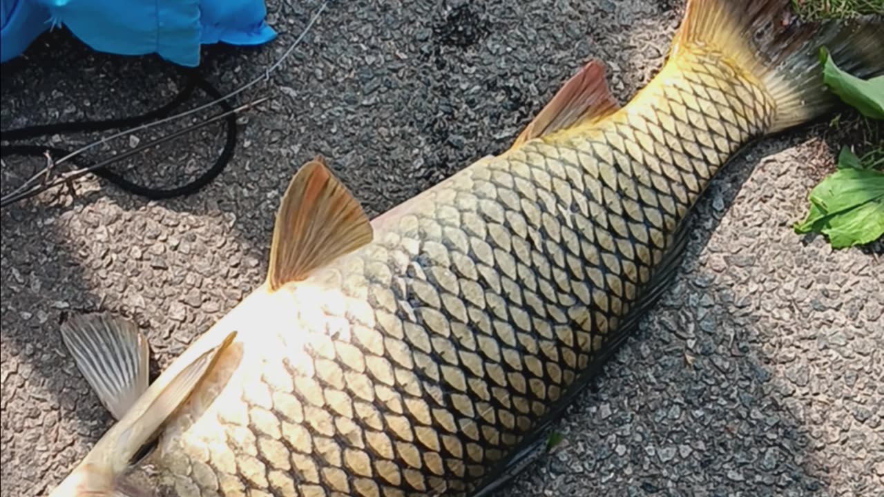 Common carp