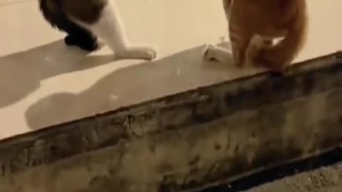 Funny animal videos-dog & cat & ....