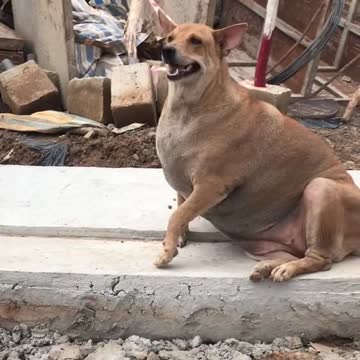 Lu đang học lết để hết dịch đi lết ăn xin. Chứ khổ quá rồi