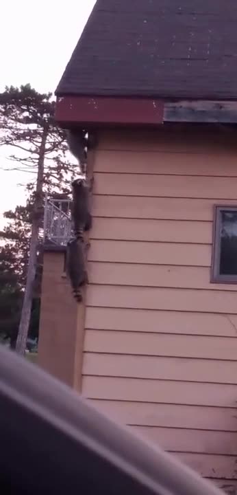 Bandits always work as a team 🤣🤣