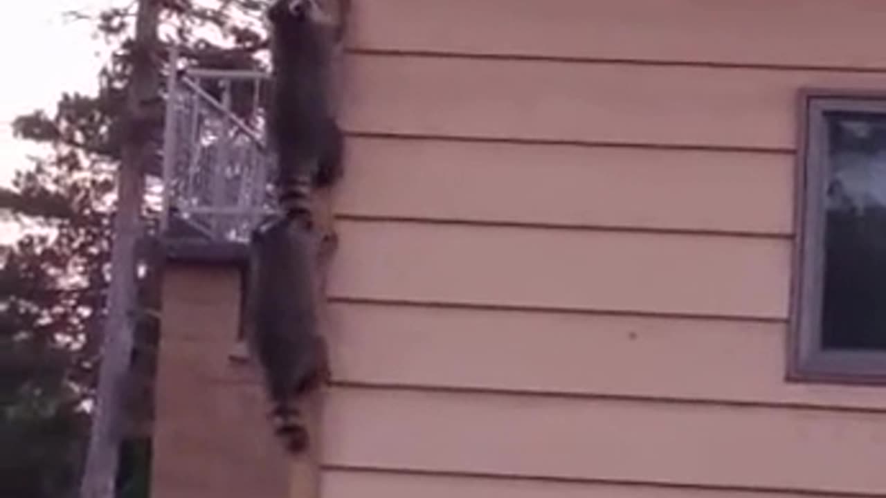 Bandits always work as a team 🤣🤣