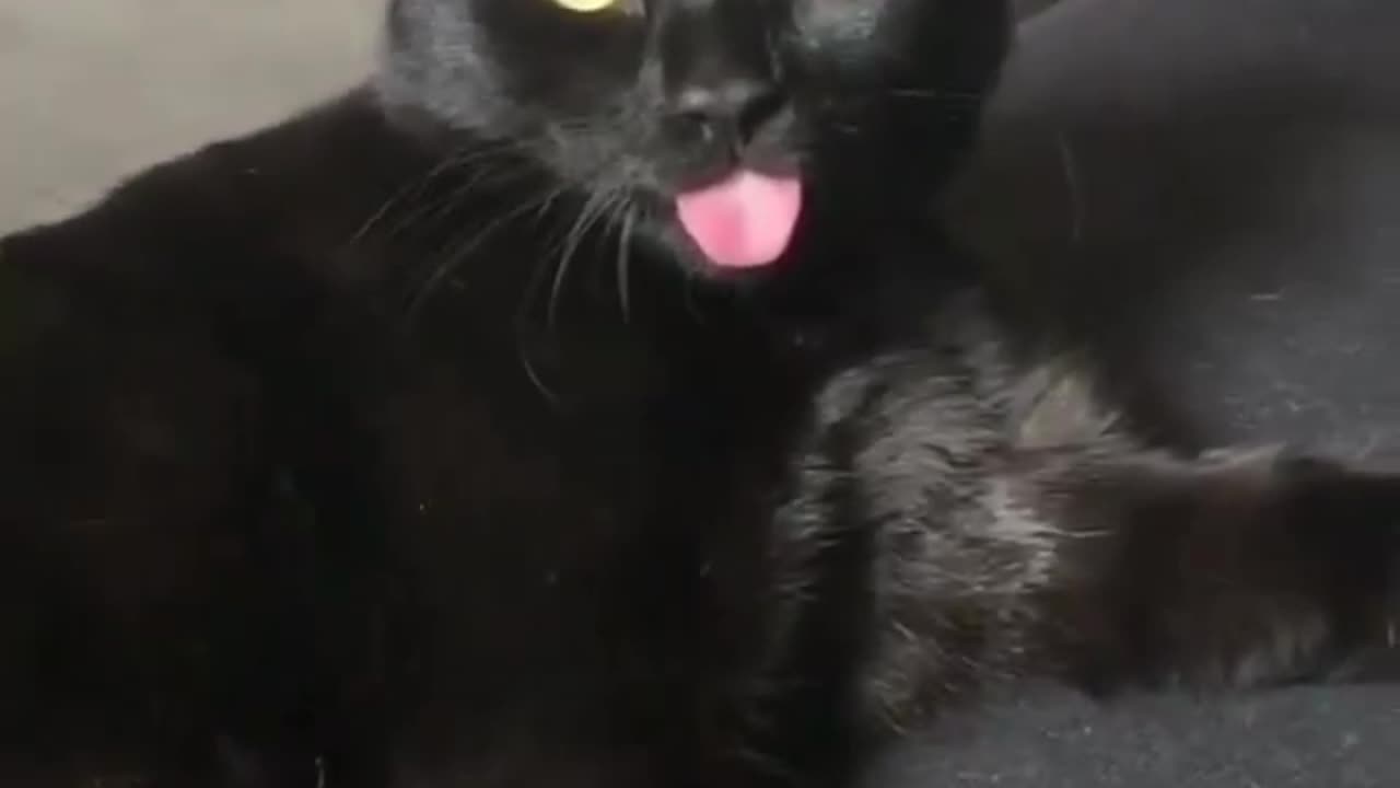 funny cat black