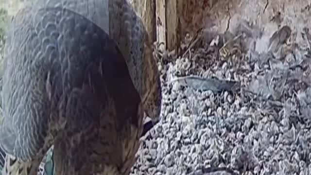 Falcon Attack on Parrot