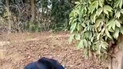 Funny video