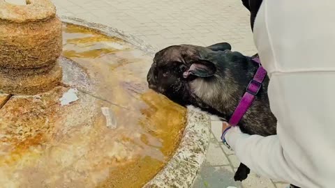 Bruno drinks water after a long walk.