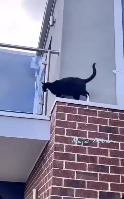 Smart cat