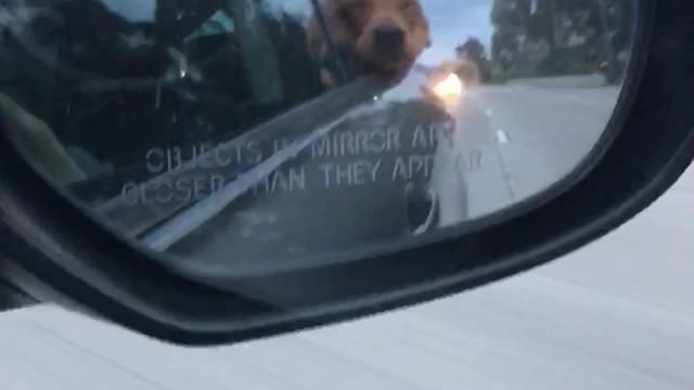 Golden Retriever Floppy Cheeks During Car Ride