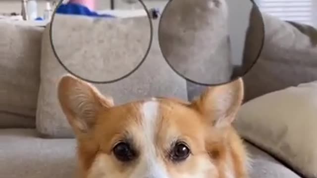 Cute and Funny Dogs Video Top