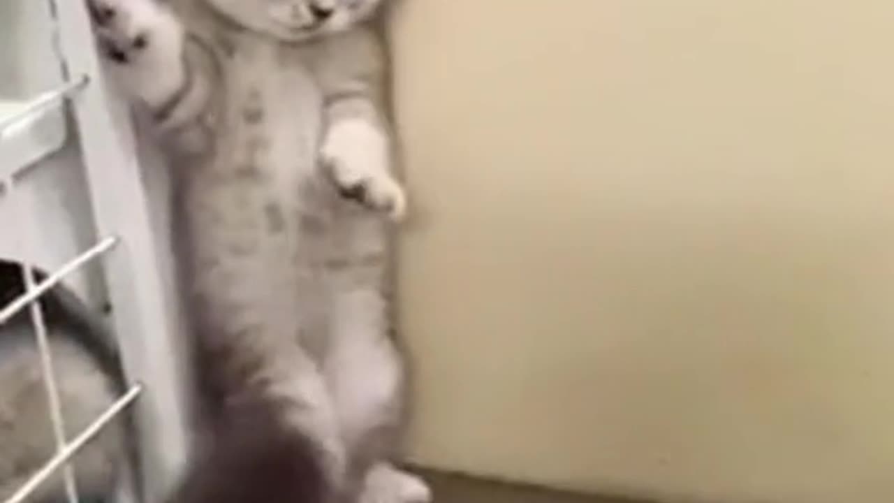 Scared cat