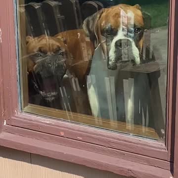 A group of dogs in a dog food store