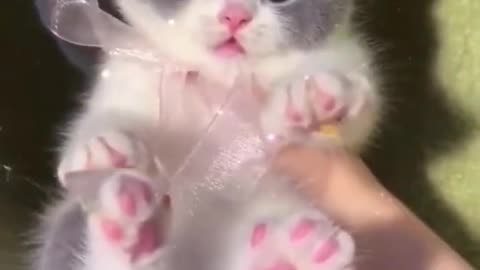 Lovely Cat