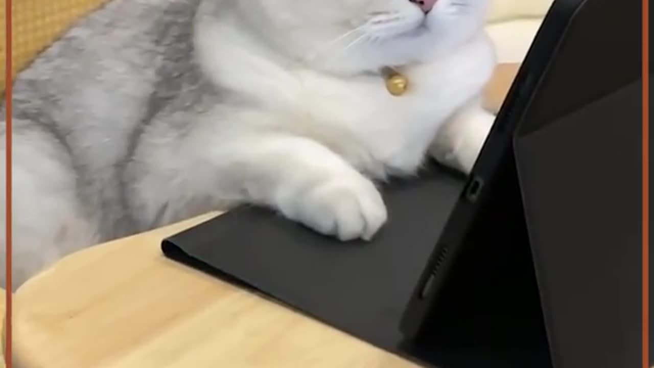 Cats waching video