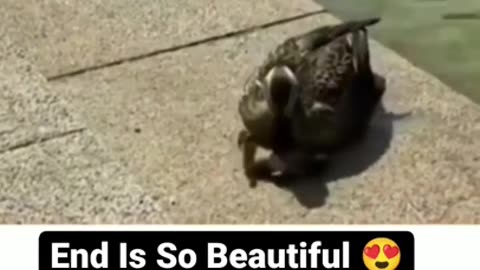 Love is Everywhere #shorts #viral #shortsvideo #video