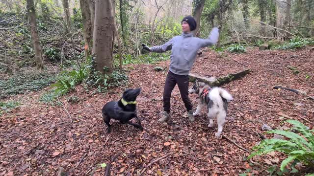 Husky and black labrador playing stick chase