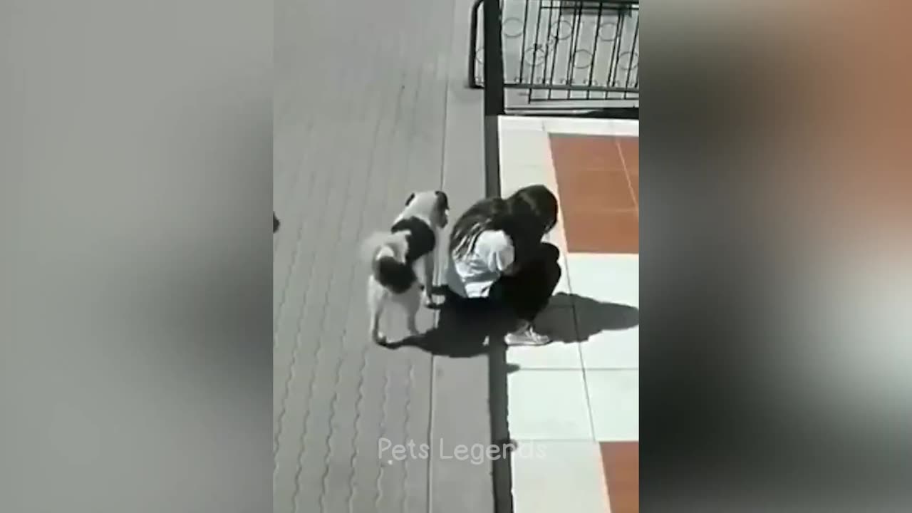 Funny cats and dogs cute relax with funny animals 2023