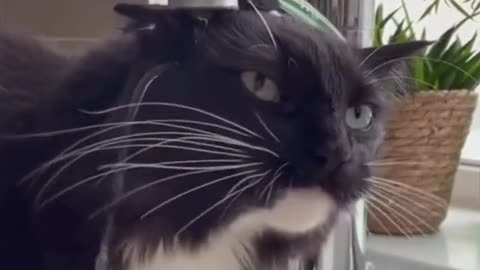 My cat is broken