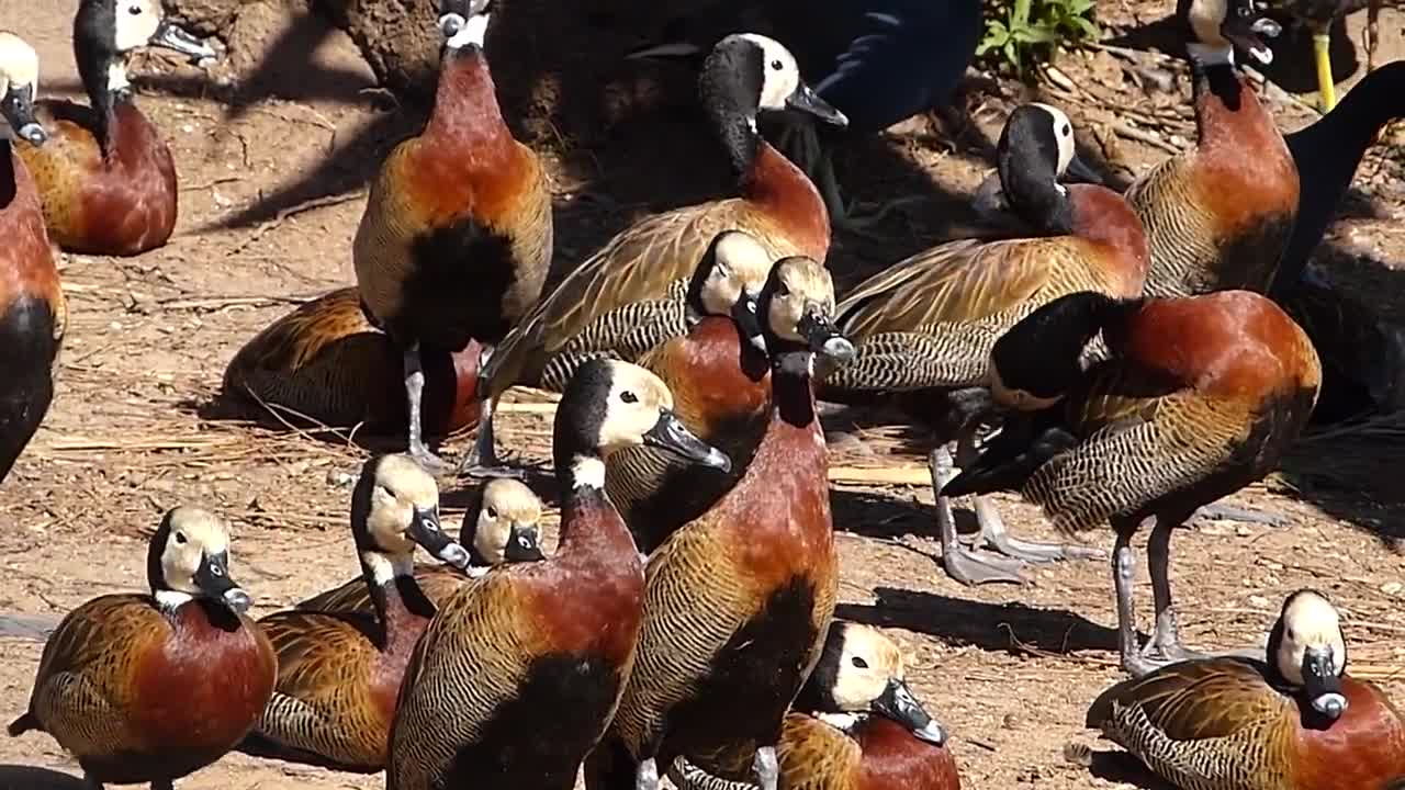 animais MARRECOS IRERÊ fauna pantaneira brasileira pantanal vida selvagem brazilian brazil