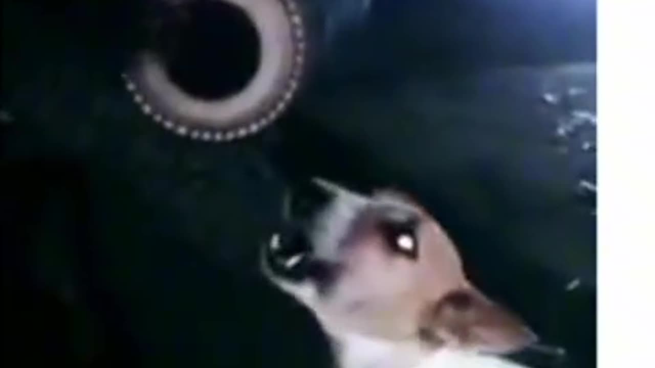 Funny Dogs in pakistan dhol beet sing a song