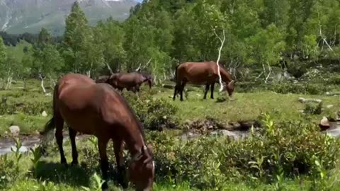 This video of horses will make up your day