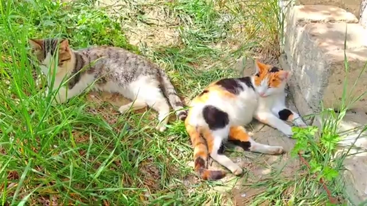 A pregnant cat and a male cat rest together 🥰🤩 #catvideos