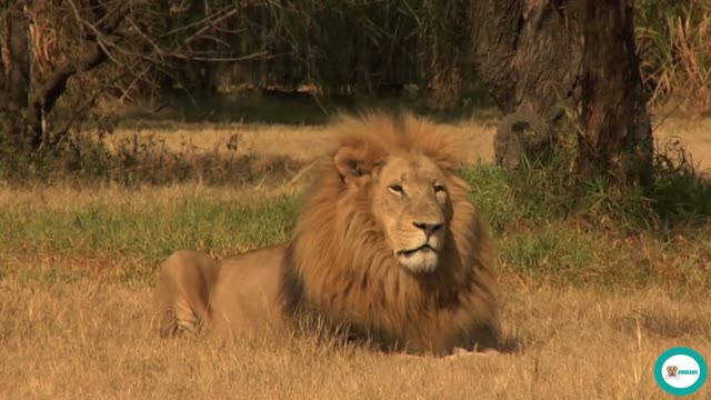 HIS MAJESTY THE LION🦁🦁🦁