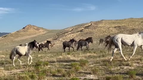 Relax Wild Horses in Action Wild Mustang Stallions of the West