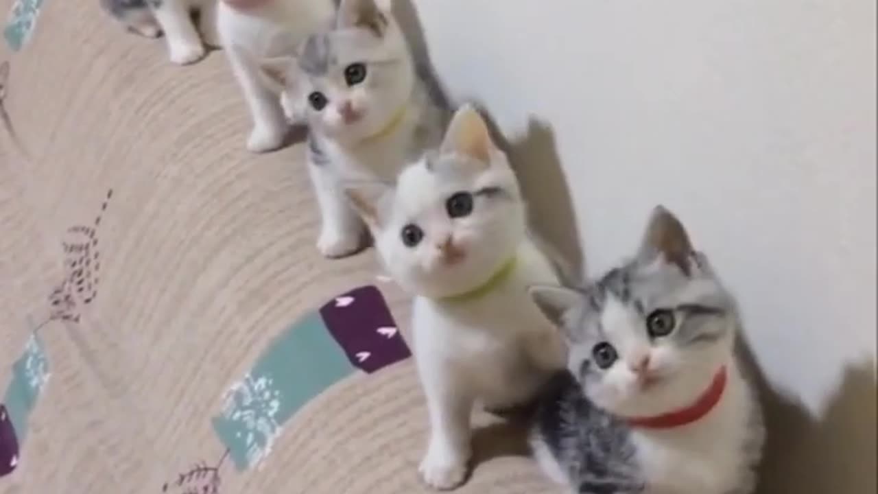 kittens